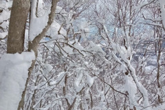 20230312_061846929_iOS